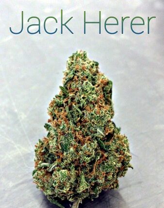 Jack Herer Strain